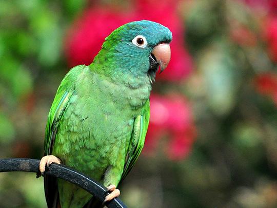 Blue Green Bird Logo - Gulfport Blue Parrot