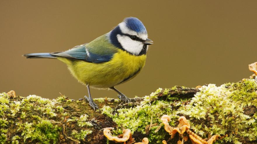 Yellow and Blue Bird Logo - 10 birds that you can spot this winter - CBBC - BBC