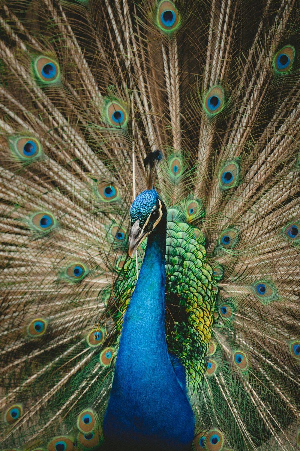 Blue Green Bird Logo - 100+ Peacock Pictures [HD] | Download Free Images on Unsplash