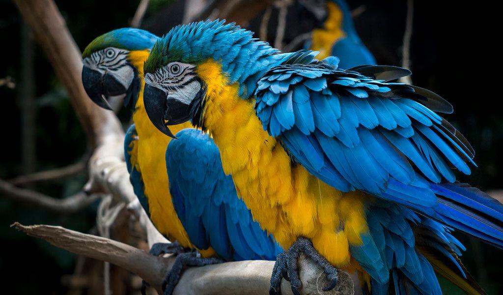 Blue Green Bird Logo - Blue & Yellow Macaw Parrott - Facts, Information & Habitat