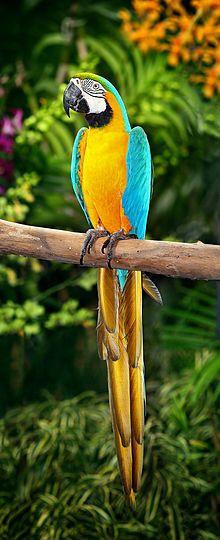 Blue Green Bird Logo - Blue-and-yellow macaw