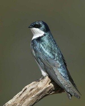 Blue Green Bird Logo - Category Sanctuary Birds & Calls Archives Harbor Bird