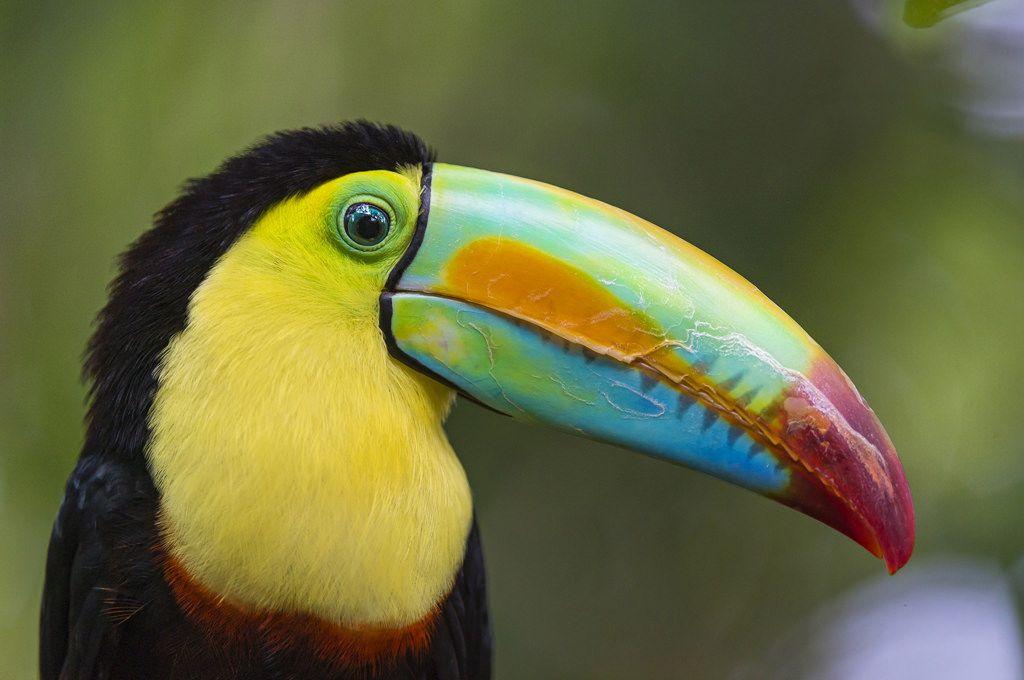 Blue Green Bird Logo - of the World's Most Colorful Birds