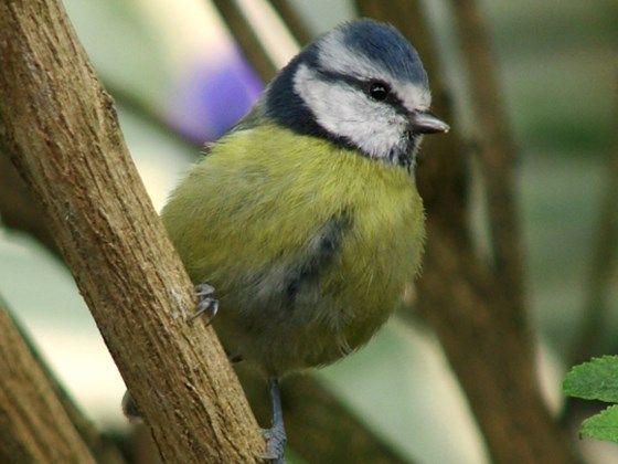 Blue Green Bird Logo - Blue tit (Cyanistes caeruleus)