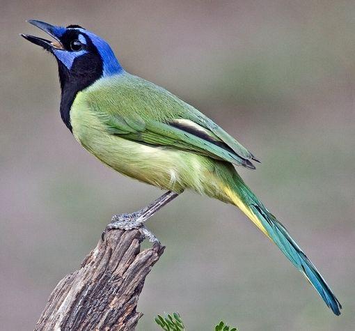 Blue Green Bird Logo - Green jay