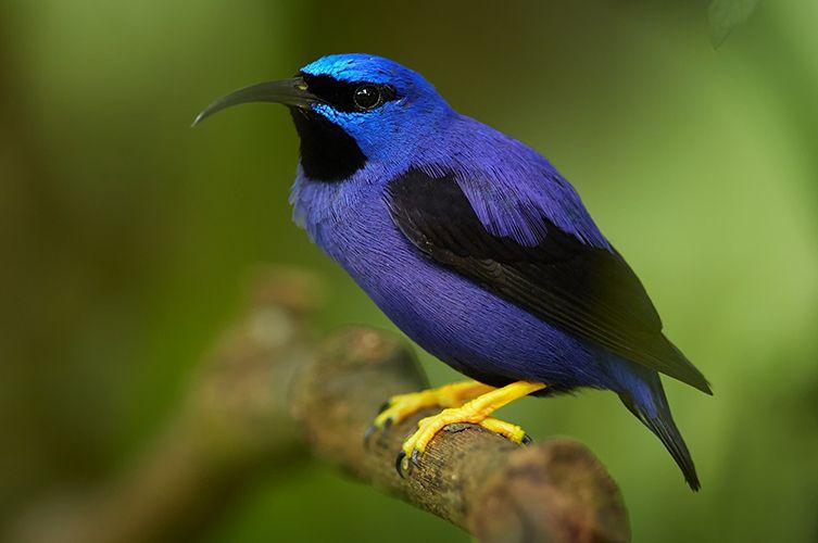 Yellow and Blue Bird Logo - Rainbow nature: life in majestic purple | Natural History Museum
