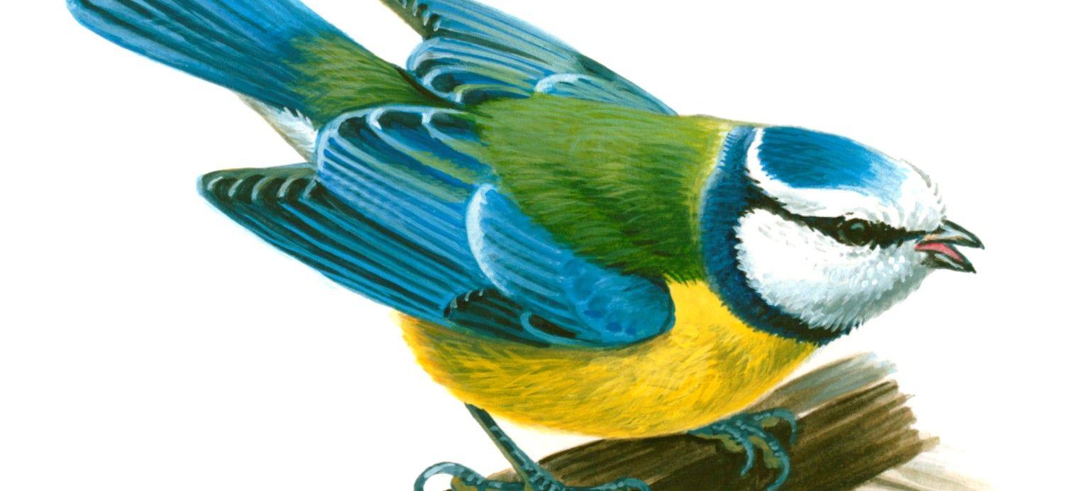 Blue Green Bird Logo - Blue tit. Learn About Birds