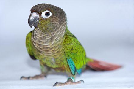 Blue Green Bird Logo - Green-Cheeked Conure Bird Species Profile