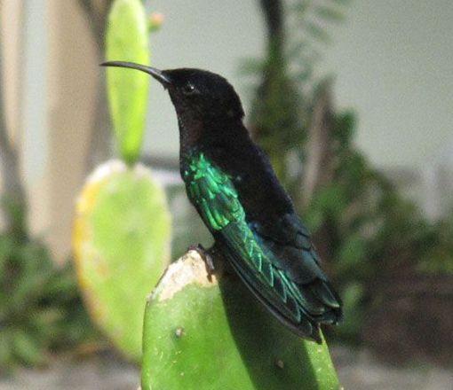 Blue Green Bird Logo - Birds of Dominica: Birdwatching in Dominica, Eastern Caribbean Birds ...