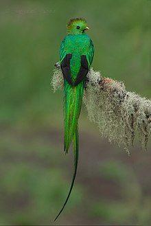 Blue Green Bird Logo - Resplendent quetzal