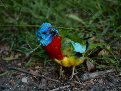 Blue Green Bird Logo - Top 5 Most Brightly Colored Pet Birds
