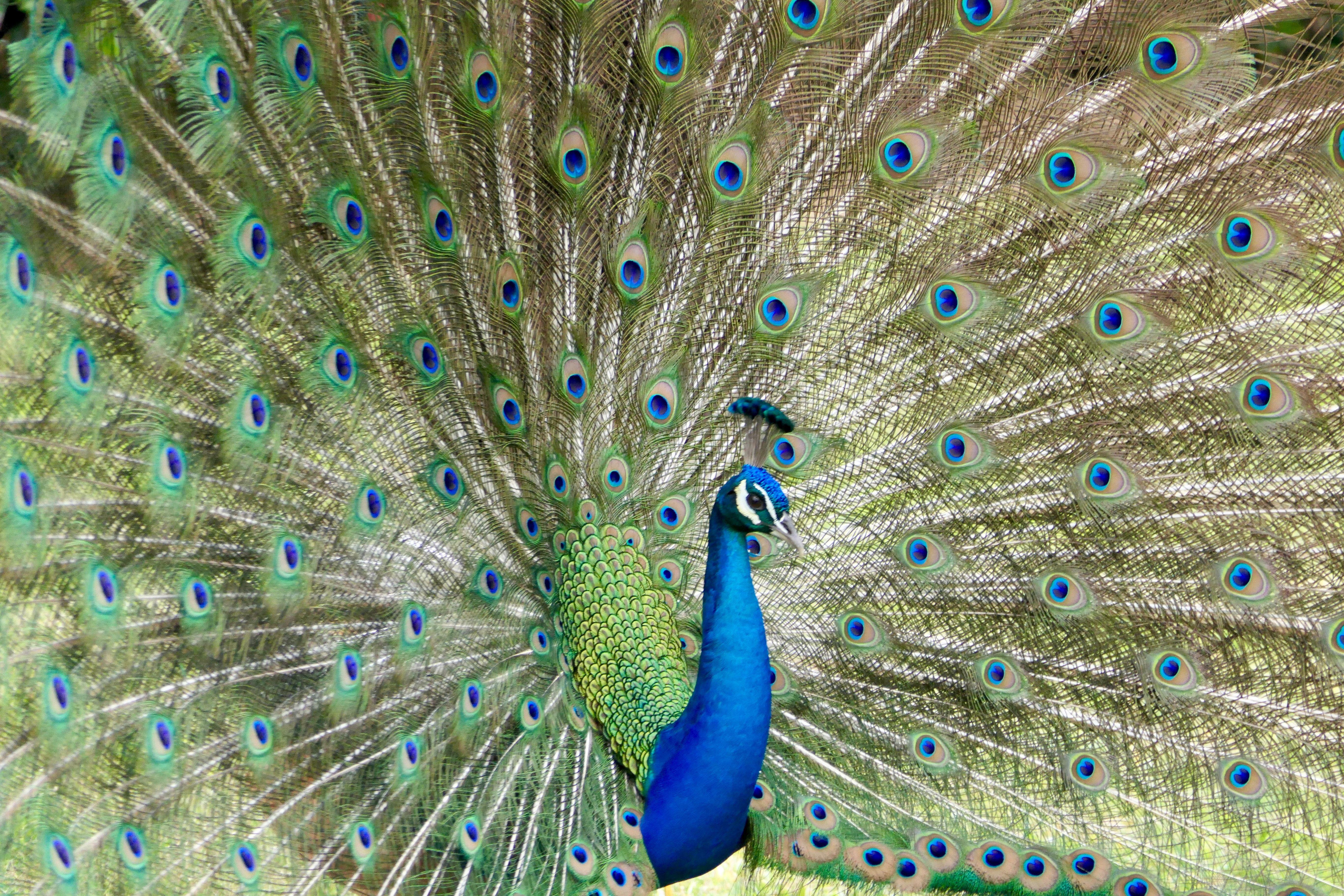 Blue Green Bird Logo - Peacock Picture [HD]. Download Free Image