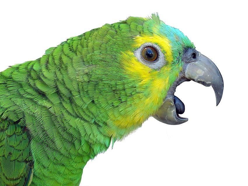 Blue Green Bird Logo - Parrot Behaviour. Parrot Behaviour. Parrots