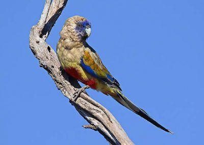Blue Green Bird Logo - List of Green Birds Found in Australia - Best Bird Photos Australia