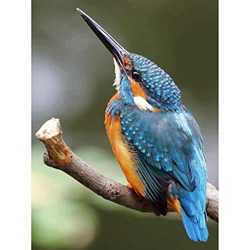 Blue Green Bird Logo - Canvas Prints Wall Art Blue Birds: Amazon.co.uk