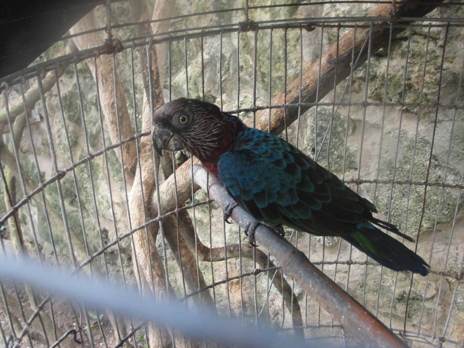Blue Hawk Head Logo - Blue winged hawk headed parrot help | ZooChat