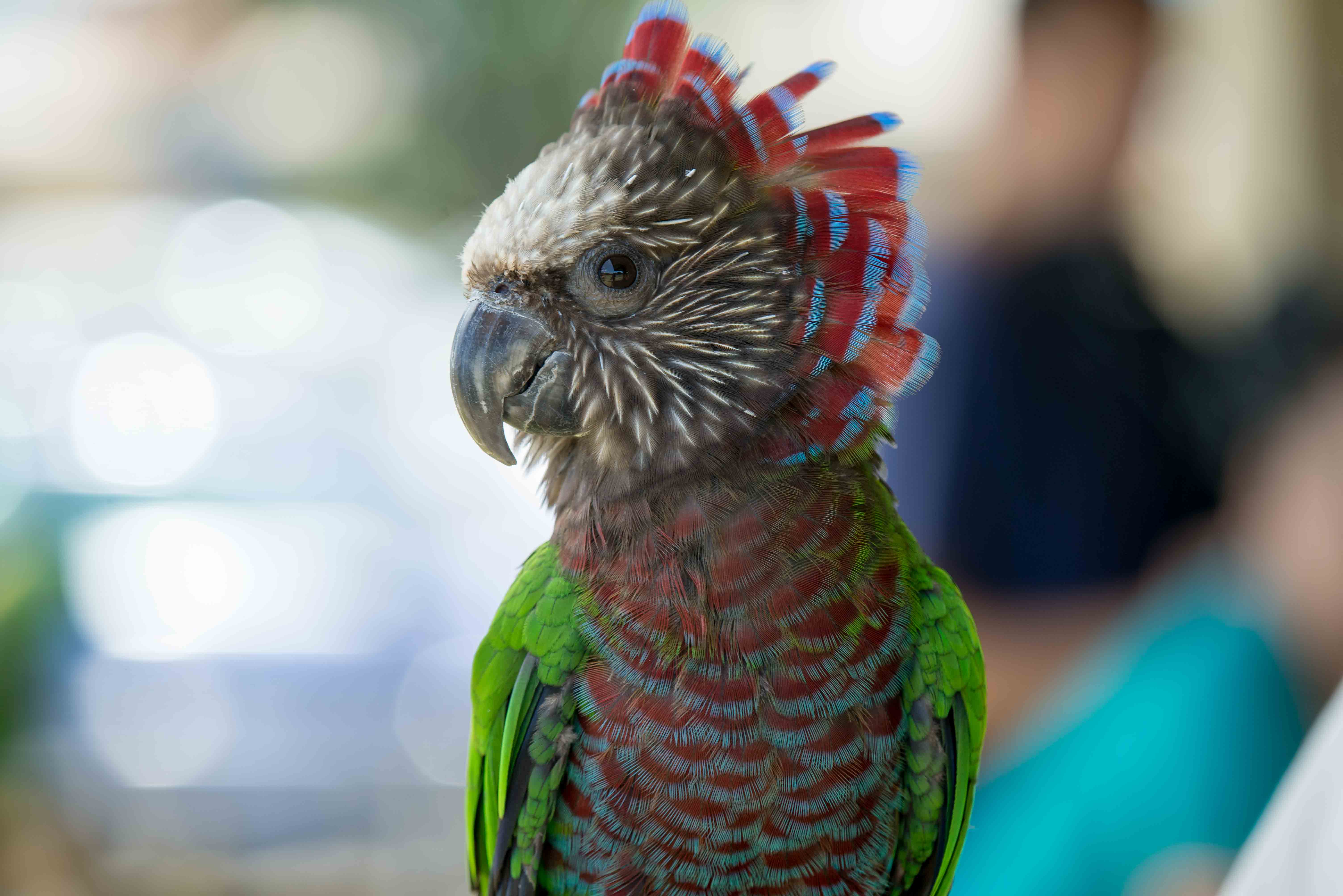 Blue Hawk Head Logo - Hawk Headed Parrot - Hawaiian Feathered Friends Network