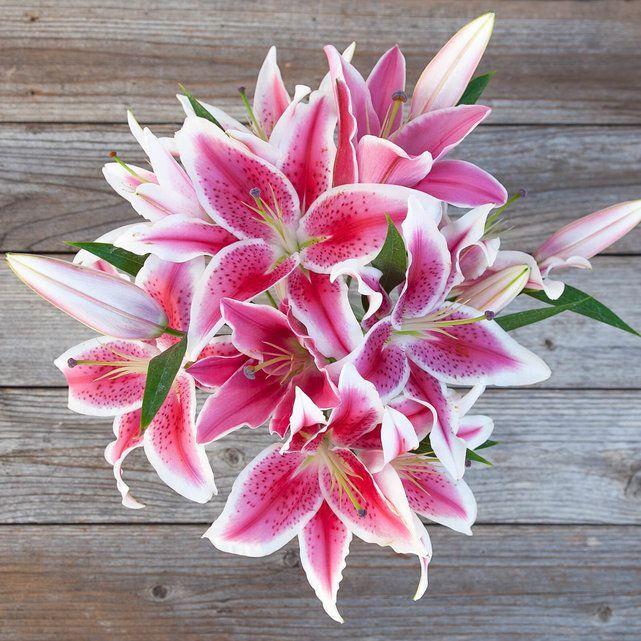 Sunset Flower Logo - Bright Pink Lily Flower Arrangement - The Bouqs Co.
