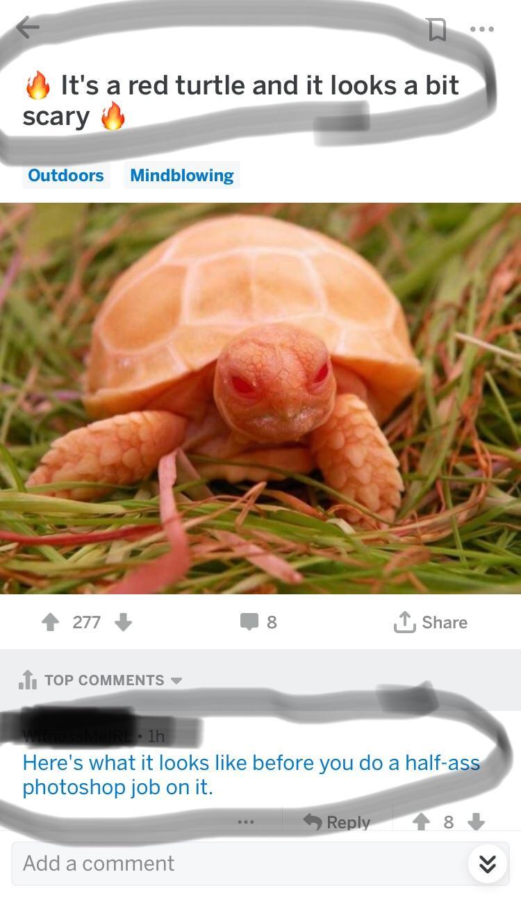Turtle On Top with Red K Logo - Claims it's “red” : quityourbullshit