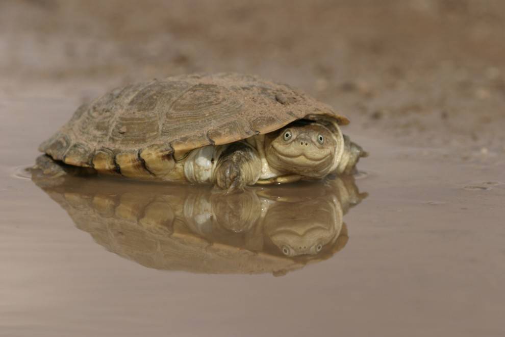 Turtle On Top with Red K Logo - weird and wonderful turtle and tortoise species. MNN