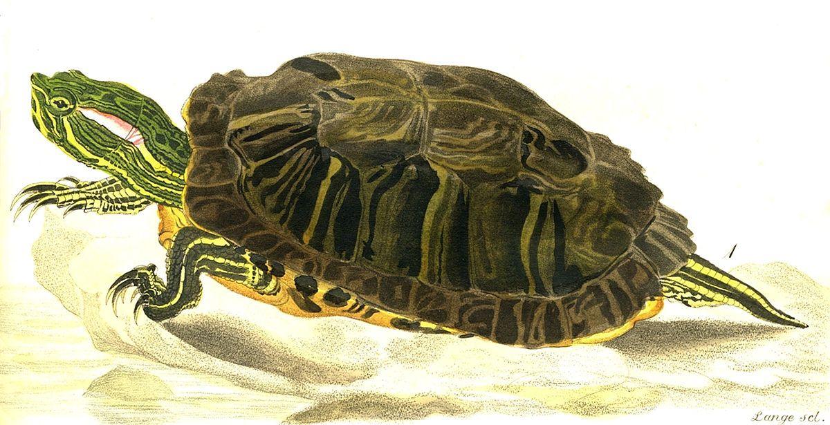 Turtle On Top with Red K Logo - Red-eared slider