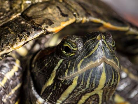 Turtle On Top with Red K Logo - How to Determine the Age of Your Turtle | petMD