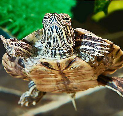 Turtle On Top with Red K Logo - Turtle & Tortoise Food: What to Feed Your Pet
