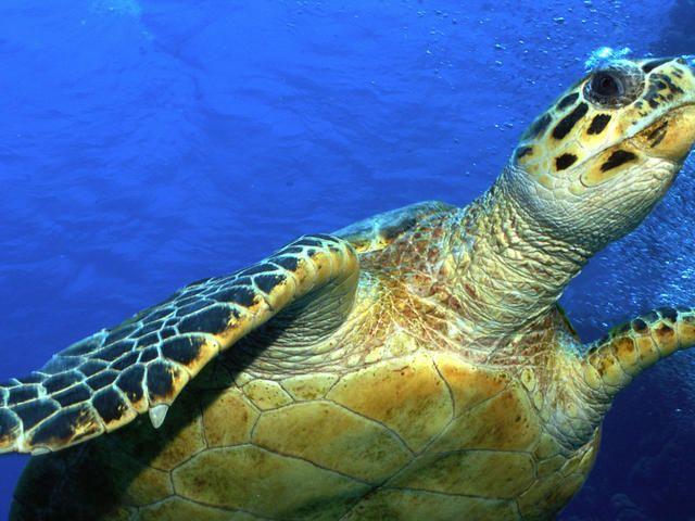 Turtle On Top with Red K Logo - Hawksbill Turtle | Sea Turtles | Species | WWF