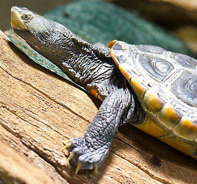 Turtle On Top with Red K Logo - How to Clean a Turtle Tank or Tortoise Habitat | PetSmart