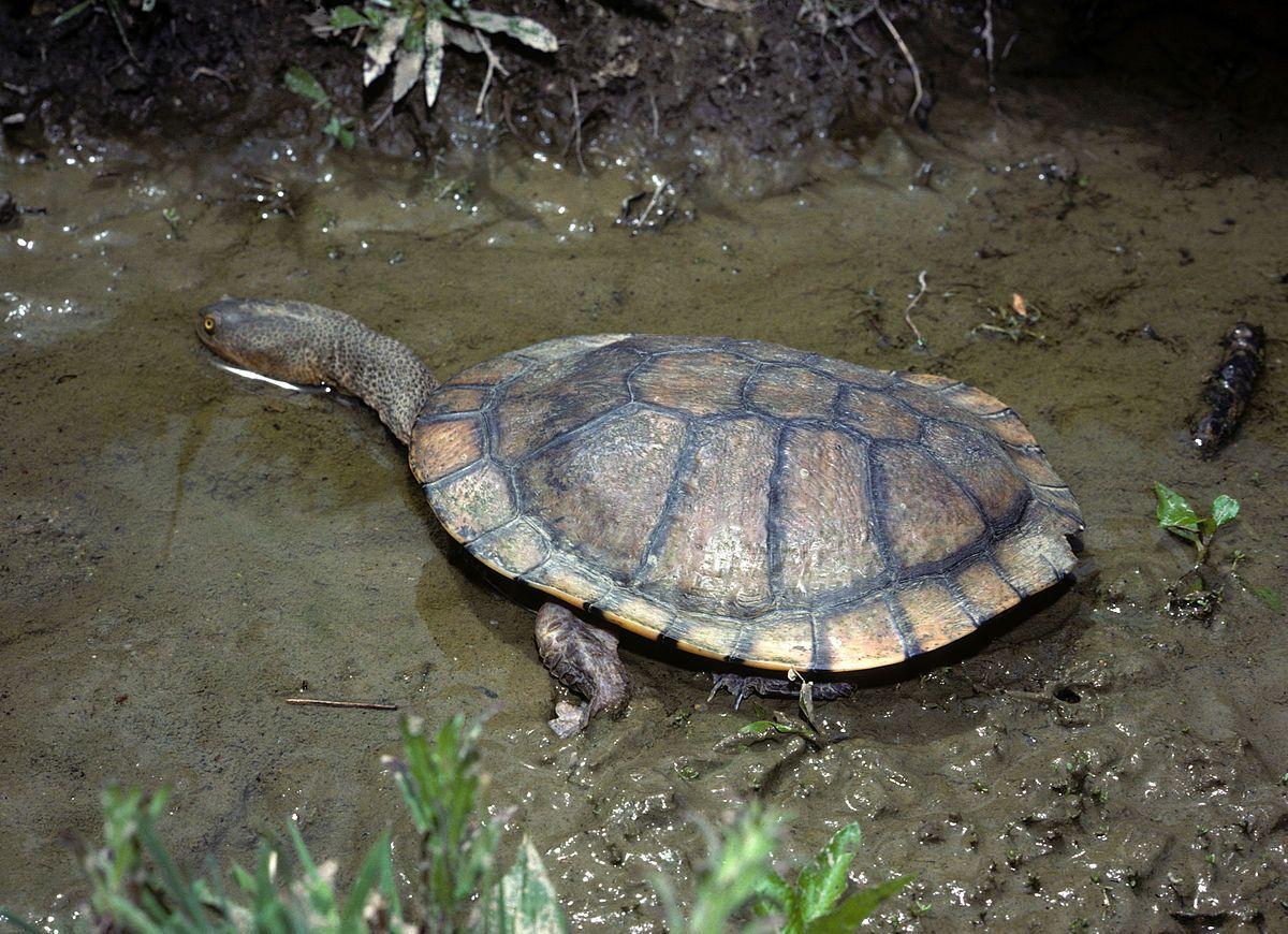 Turtle On Top with Red K Logo - Eastern long-necked turtle