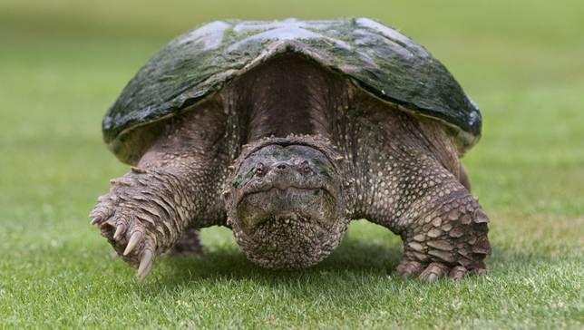 Turtle On Top with Red K Logo - 19 weird and wonderful turtle and tortoise species | MNN - Mother ...