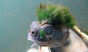 Turtle On Top with Red K Logo - Green Haired Turtle That Breathes Through Its Genitals Added To