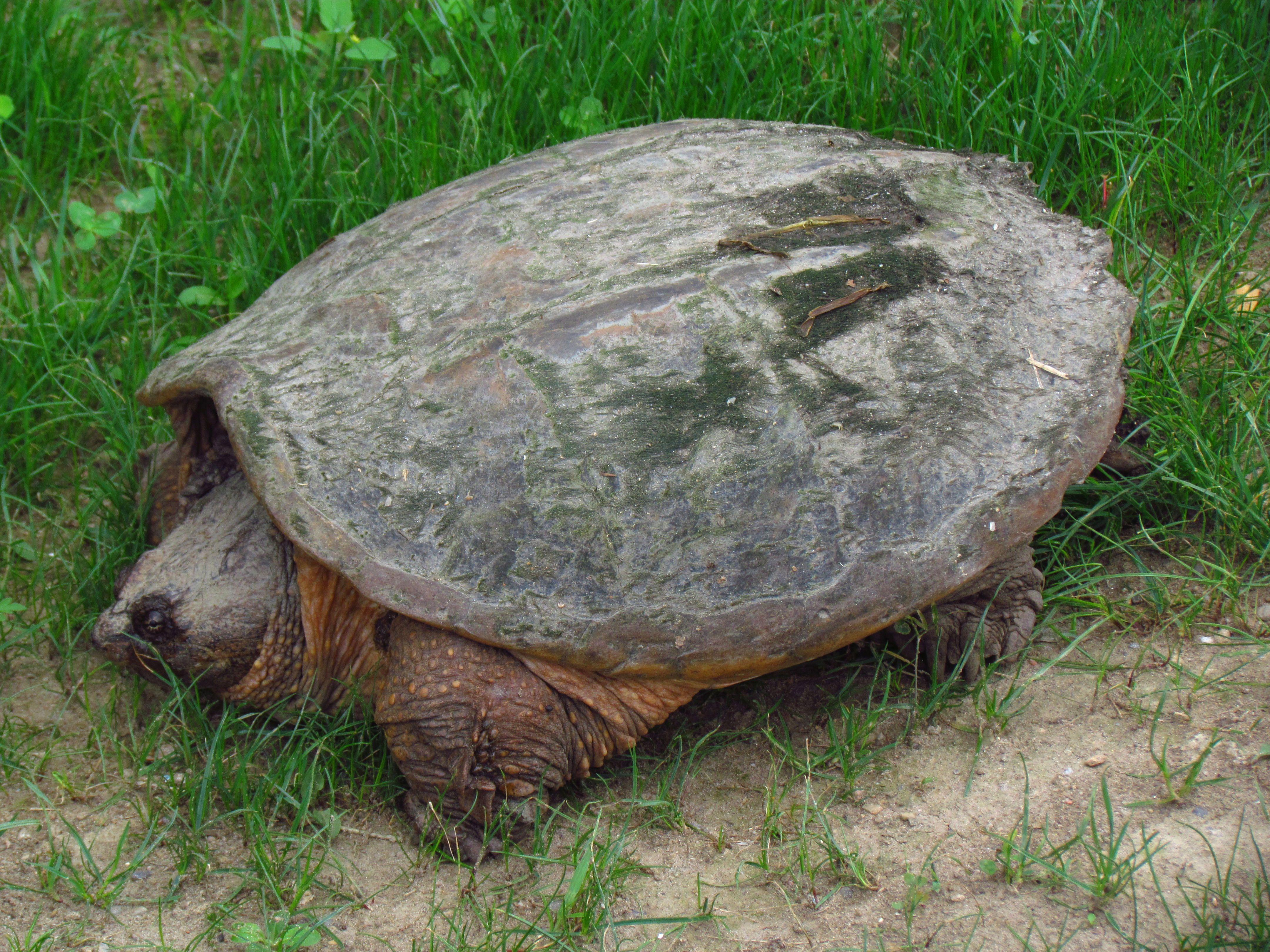 Turtle On Top with Red K Logo - Common snapping turtle