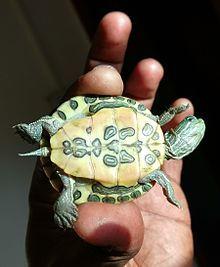 Turtle On Top with Red K Logo - Red Eared Slider