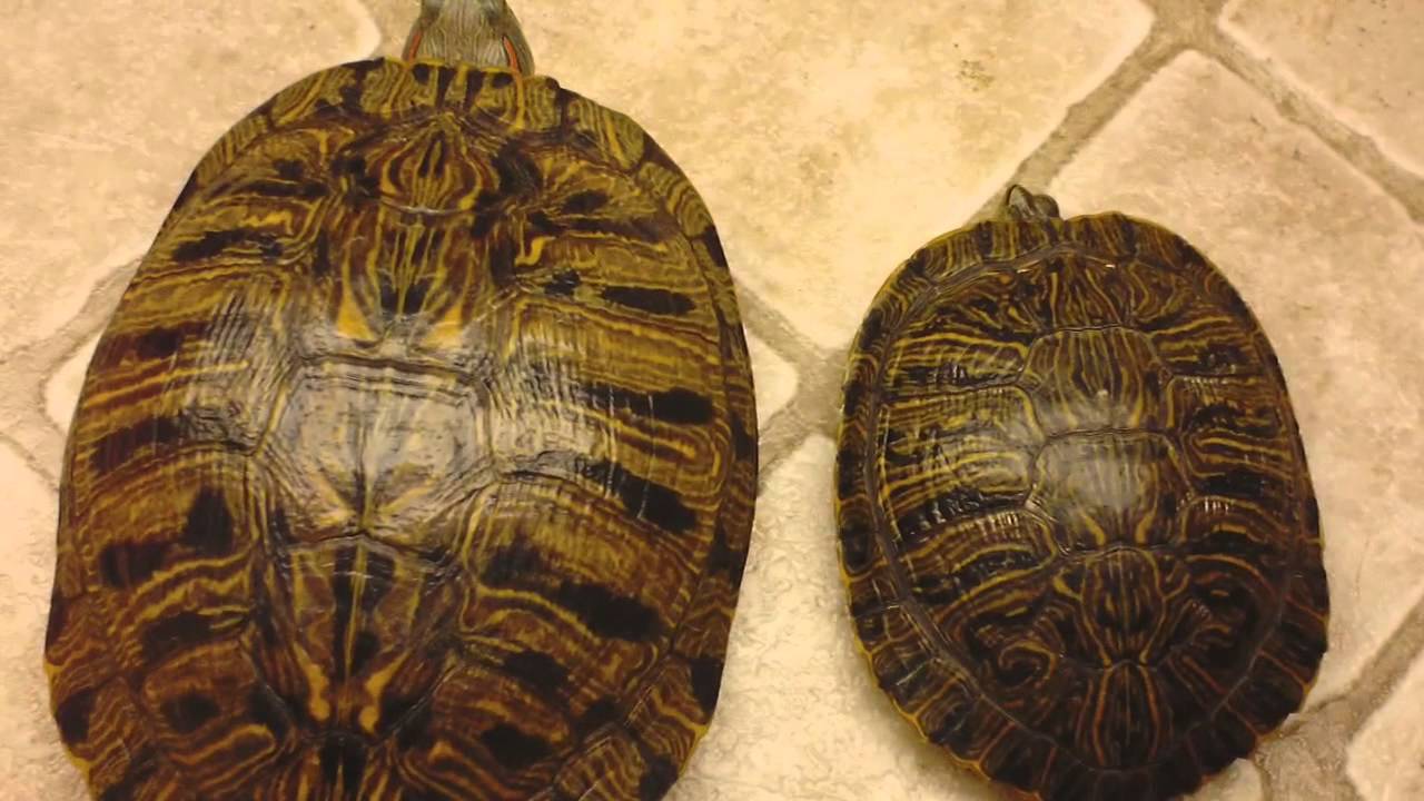 Turtle On Top with Red K Logo - How to tell if your turtle is male or female - YouTube