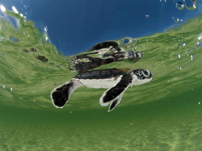 Turtle On Top with Red K Logo - Sea Turtle | Species | WWF