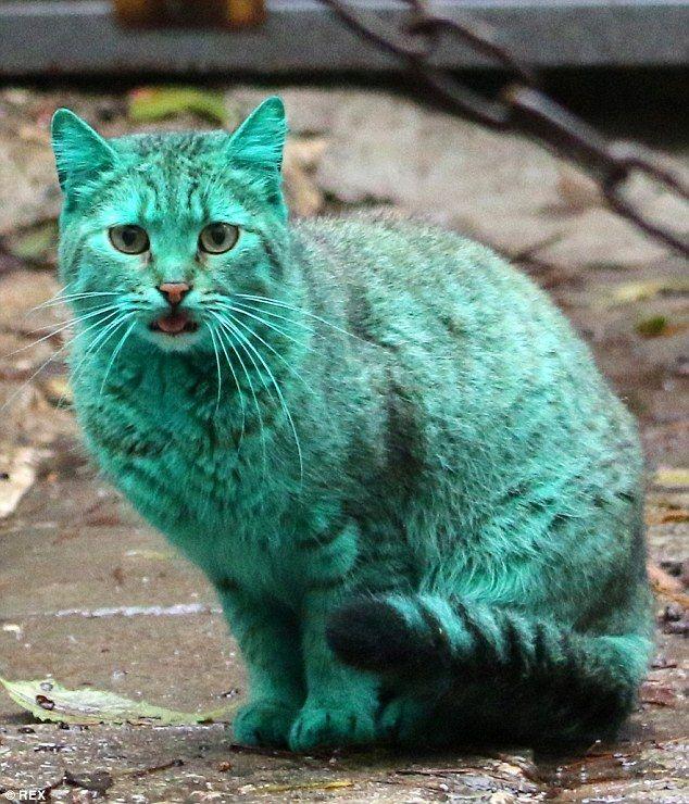 A Cat with Blue and Green Logo - Stray green cat turns heads after sleeping on heap of synthetic