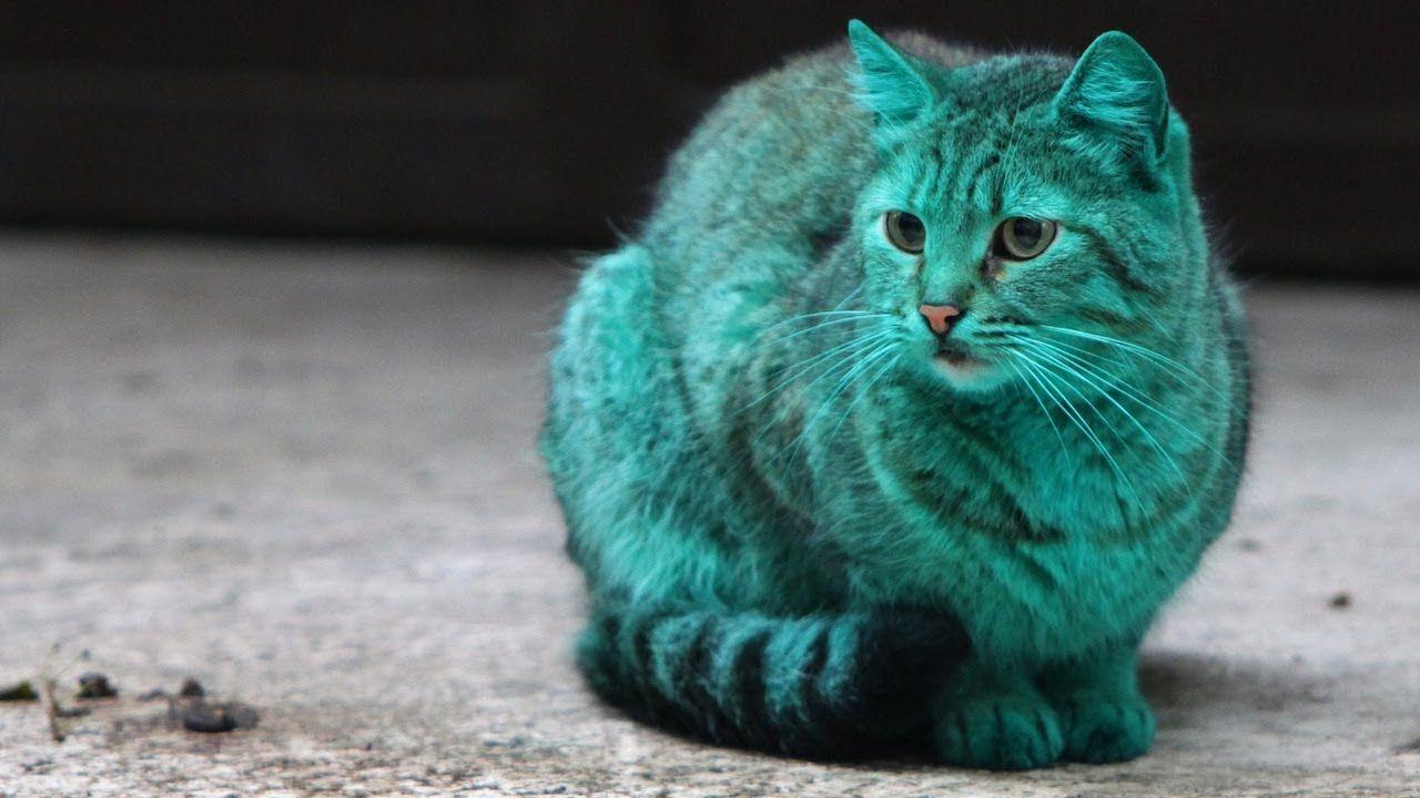 A Cat with Blue and Green Logo - The Mystery Of Bulgaria's Green Cat Image TV