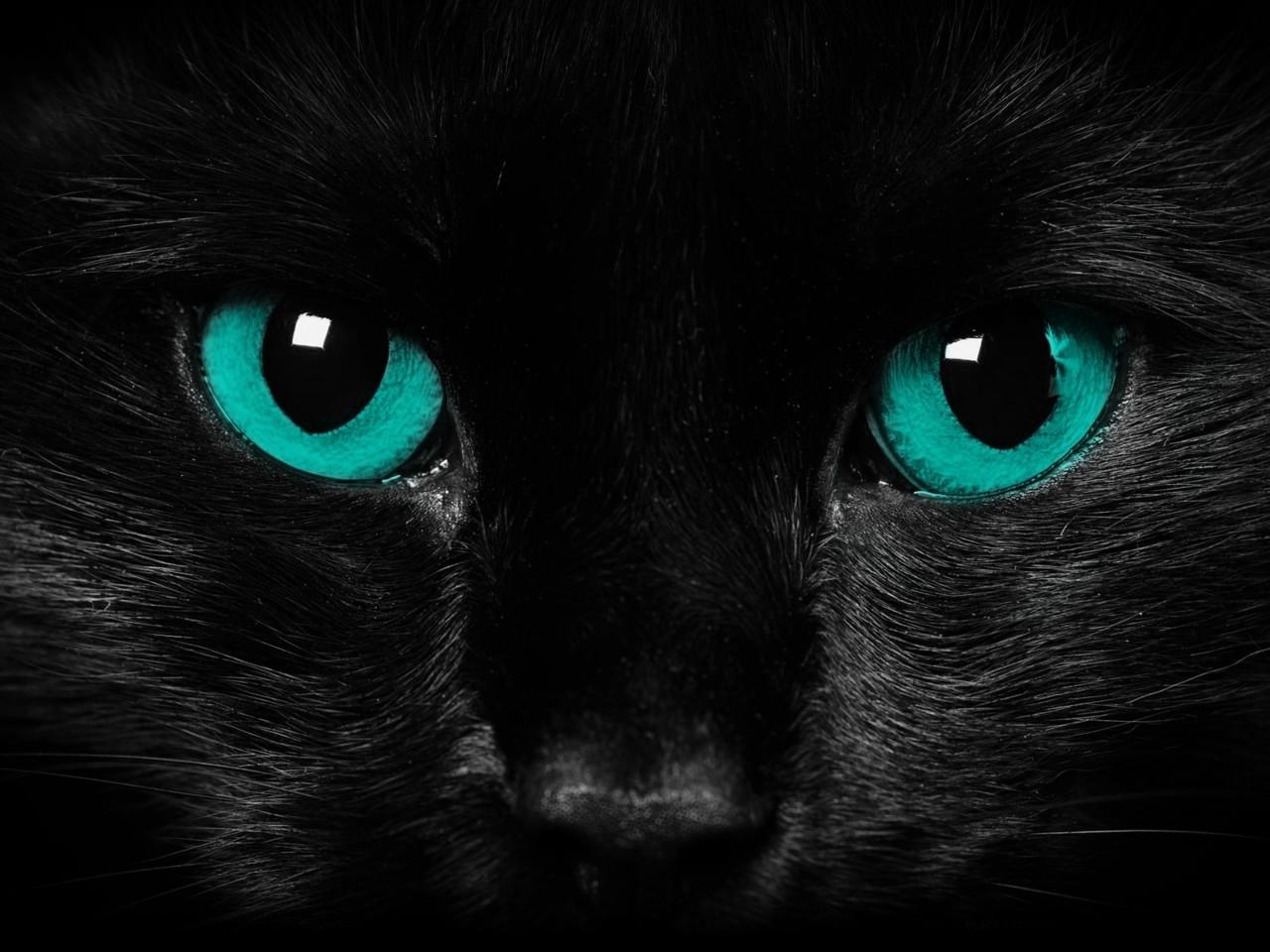 A Cat with Blue and Green Logo - What color does your cat see? Cats IncValley Cats Inc