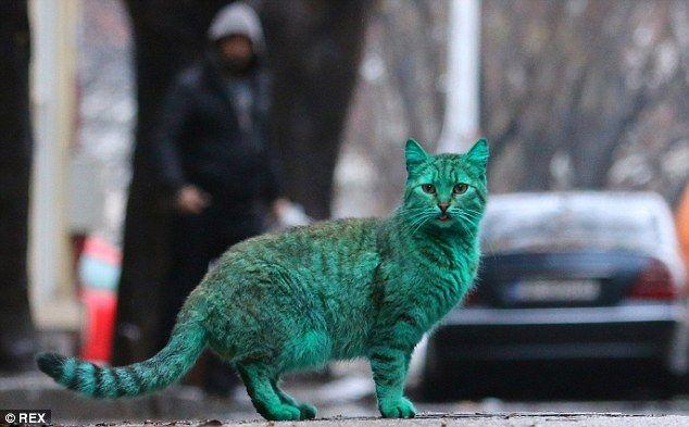 A Cat with Blue and Green Logo - Stray green cat turns heads after sleeping on heap of synthetic ...