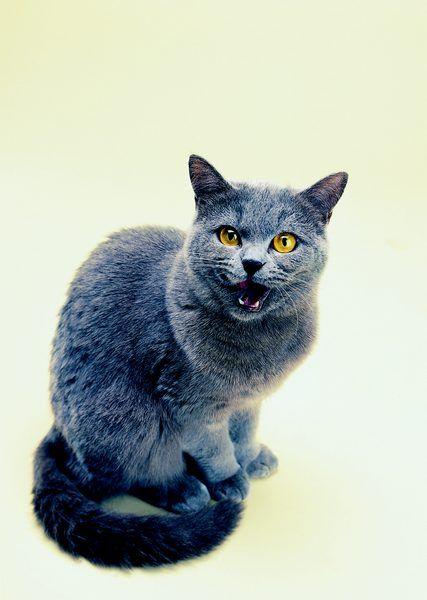 A Cat with Blue and Green Logo - How to Tell the Difference in a Russian Blue Cat From a Domestic Cat ...