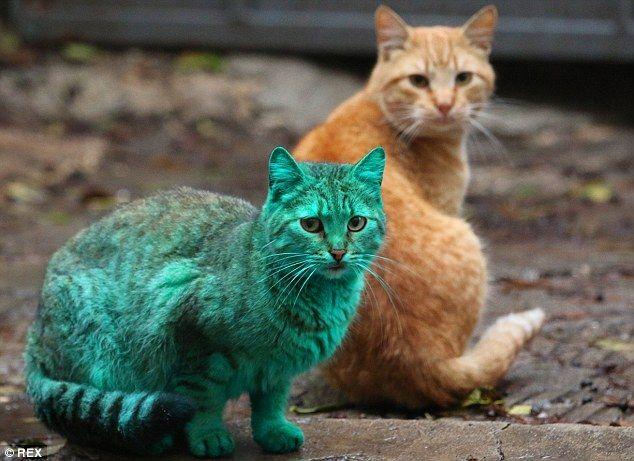 A Cat with Blue and Green Logo - Stray green cat turns heads after sleeping on heap of synthetic ...