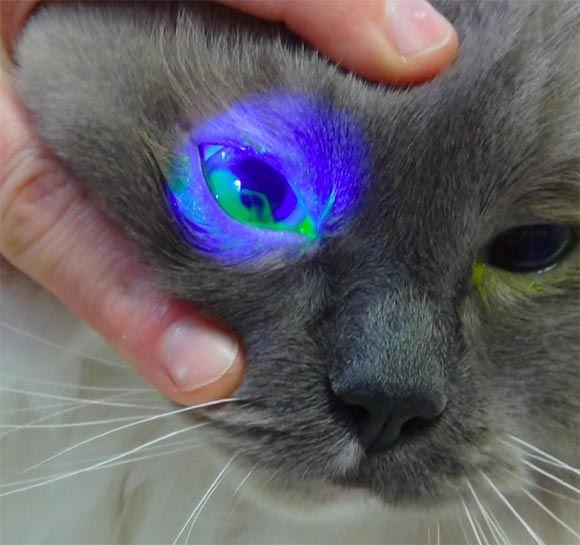 A Cat with Blue and Green Logo - Conjunctivitis and Corneal Disease in Cats Animal Eye Care