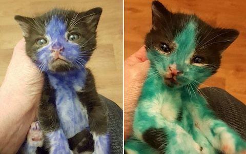 A Cat with Blue and Green Logo - Kittens named Smurf and Shrek after being 'coloured in' blue and ...