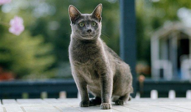 A Cat with Blue and Green Logo - Russian Blue / Nebelung Cat Breed Information