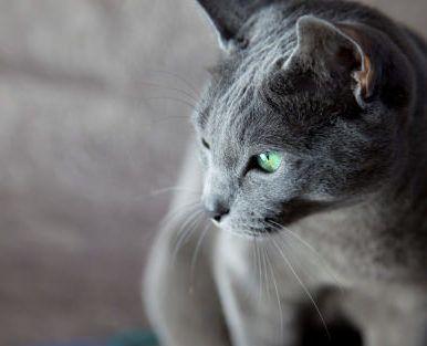 A Cat with Blue and Green Logo - Russian Blue Cat: Facts and Personality Traits. Hill's Pet