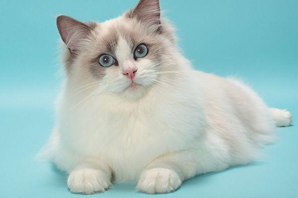 A Cat with Blue and Green Logo - The Ragdoll Cat