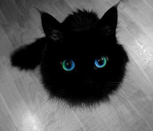 A Cat with Blue and Green Logo - Blue Green Eyes. **BLUE & GREEN MAGIC**. Cats, Kittens