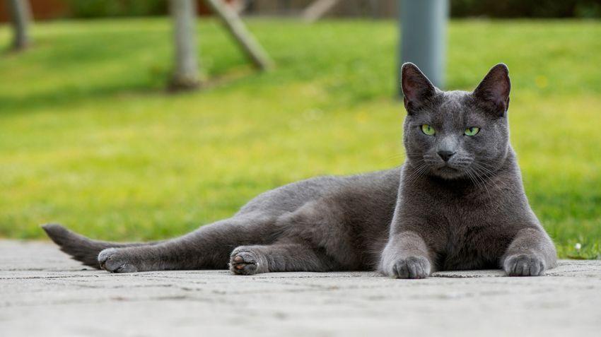 A Cat with Blue and Green Logo - Russian Blue Cats