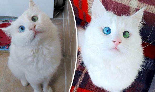 A Cat with Blue and Green Logo - Is this the most beautiful cat in the WORLD? Web goes crazy for this ...